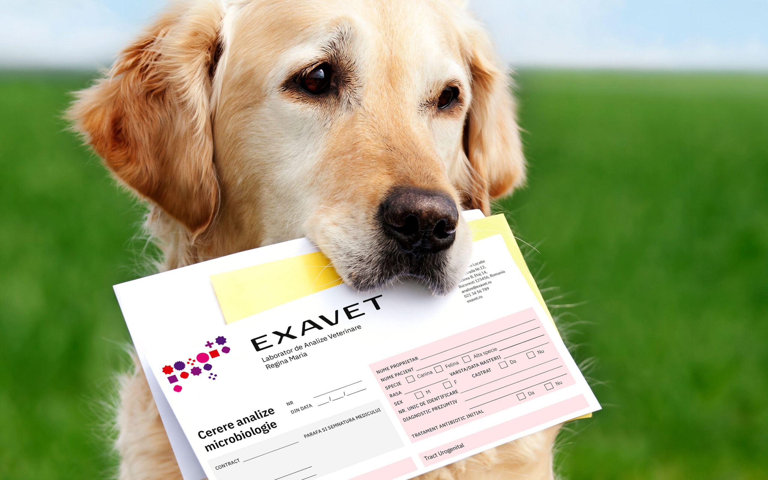 Exavet-Brandient-00